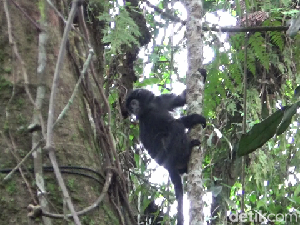 Upaya Petugas Damkar Sukabumi Selamatkan Lutung Berakhir Pilu Upaya Petugas Damkar Sukabumi Selamatkan Lutung Berakhir Pilu