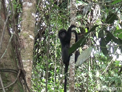 Lucunya 2 Lutung Jawa yang Dilepas Liar di TNBTS Lumajang