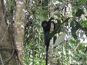 Lucunya 2 Lutung Jawa yang Dilepas Liar di TNBTS Lumajang Lucunya 2 Lutung Jawa yang Dilepas Liar di TNBTS Lumajang