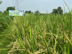 Bibit Padi Hibrida di Desa Probolinggo Jadi Solusi Saat Harga Beras Mahal