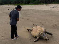 Penyu Belimbing Ditemukan Mati Terdampar di Pantai Pancer Banyuwangi