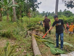 Pria Lanjut Usia di Polewali Mandar Tewas Tertimpa Pohon Kelapa Tumbang