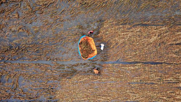 Potret Lahan Pertanian Rusak Diterjang Banjir di Demak