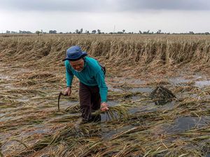 Perubahan Iklim Ancam Dunia Pangan, Bisa Terjadi Kelaparan Global pada 2050