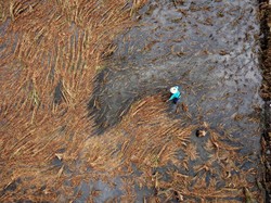 Panen Raya RI Terancam, 17 Ribu Ha Sawah Terendam Banjir