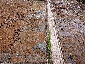 Efek Bencana, 11,43% Lahan Padi di Aceh-Sumbar Terancam Gagal Panen