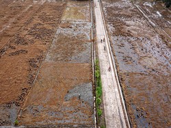 Efek Bencana, 11,43% Lahan Padi di Aceh-Sumbar Terancam Gagal Panen