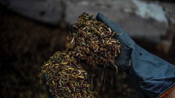 Rumah Maggot Mampu Kurangi 151 Ton Sampah Organik/Hari