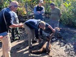 1 Orang Utan Mati Terseret Banjir di Taman Nasional Gunung Leuser Aceh