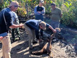 1 Orang Utan Mati Terseret Banjir di Taman Nasional Gunung Leuser Aceh 1 Orang Utan Mati Terseret Banjir di Taman Nasional Gunung Leuser Aceh