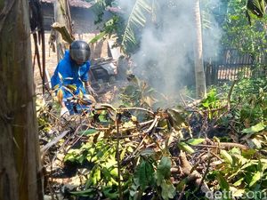 Teror Ulat Bulu di Sumber Klaten, Warga Tebang Pohon-Babat Semak