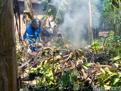 Teror Ulat Bulu di Sumber Klaten, Warga Tebang Pohon-Babat Semak