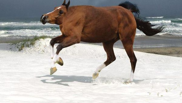 Jika Hewan Tidak Punya Leher, Begini Penampakannya