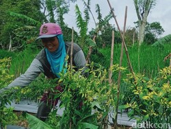 Harga Telur Ayam dan Cabai di Klaten Terus Ngegas!