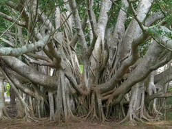 Pohon Beringin Besar di India Ini Berjalan dan Hidup 250 Tahun, Kok Bisa?