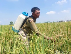 18 Hektare Padi di Lamongan Diserang Penyakit Potong Leher, Bulirnya Hampa
