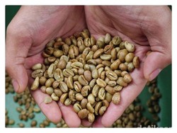 Biji Kopi di Pagar Alam Tembus Rp 75.000/Kg, Petani Sumringah