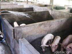 Stok Babi di Klungkung untuk Galungan-Kuningan Jauh dari Cukup