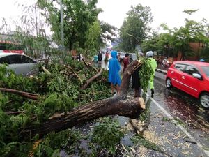 Hujan Angin di Sleman, Pohon Tumbang Melintang di Ring Road Depok