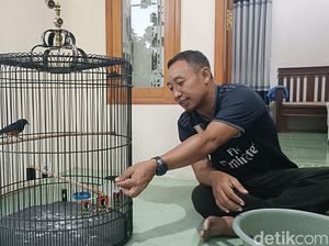 Guru di Probolinggo Raup Cuan Puluhan Juta Dari Ternak Burung Murai Medan Guru di Probolinggo Raup Cuan Puluhan Juta Dari Ternak Burung Murai Medan