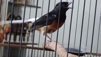 Karyawan Curi Burung Rp 25 Juta Milik Bos, Ditangkap di Probolinggo