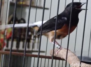 Karyawan Curi Burung Rp 25 Juta Milik Bos, Ditangkap di Probolinggo