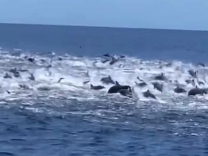 Aksi Lumba-lumba Menari Jadi Pertanda Baik untuk Perairan Pancer Banyuwangi Aksi Lumba-lumba Menari Jadi Pertanda Baik untuk Perairan Pancer Banyuwangi