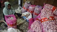 Kerja Keras Buruh Pengupas Bawang Putih