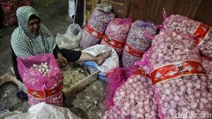 Kerja Keras Buruh Pengupas Bawang Putih