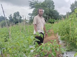 Cerita Debt Collector Banting Setir Tanam Tomat, Raup Jutaan Rupiah