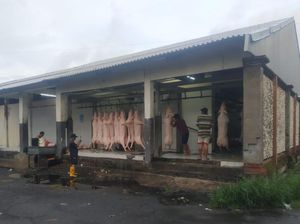 Permintaan Pemotongan Babi di RPH Denpasar Meningkat Jelang Galungan Permintaan Pemotongan Babi di RPH Denpasar Meningkat Jelang Galungan