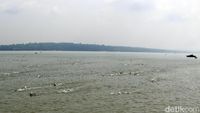 Serunya Lomba Renang Selat Madura di Surabaya