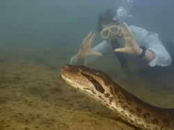 Ngeri! Ilmuwan Nekad Berenang Dekat Anaconda Raksasa Sungai Amazon