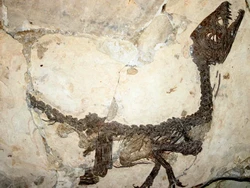 Rahasia Tulang Dinosaurus Bertahan Jutaan Tahun