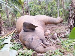Sedih, Gajah Liar di Pidie Jaya Aceh Mati Tersengat Listrik