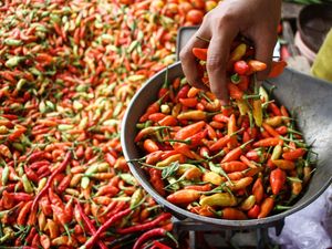 Harga Bahan Pokok Jogja Hari Ini 6 Maret 2024 Cabai Turun, Daging Ayam Naik Harga Bahan Pokok Jogja Hari Ini 6 Maret 2024 Cabai Turun, Daging Ayam Naik
