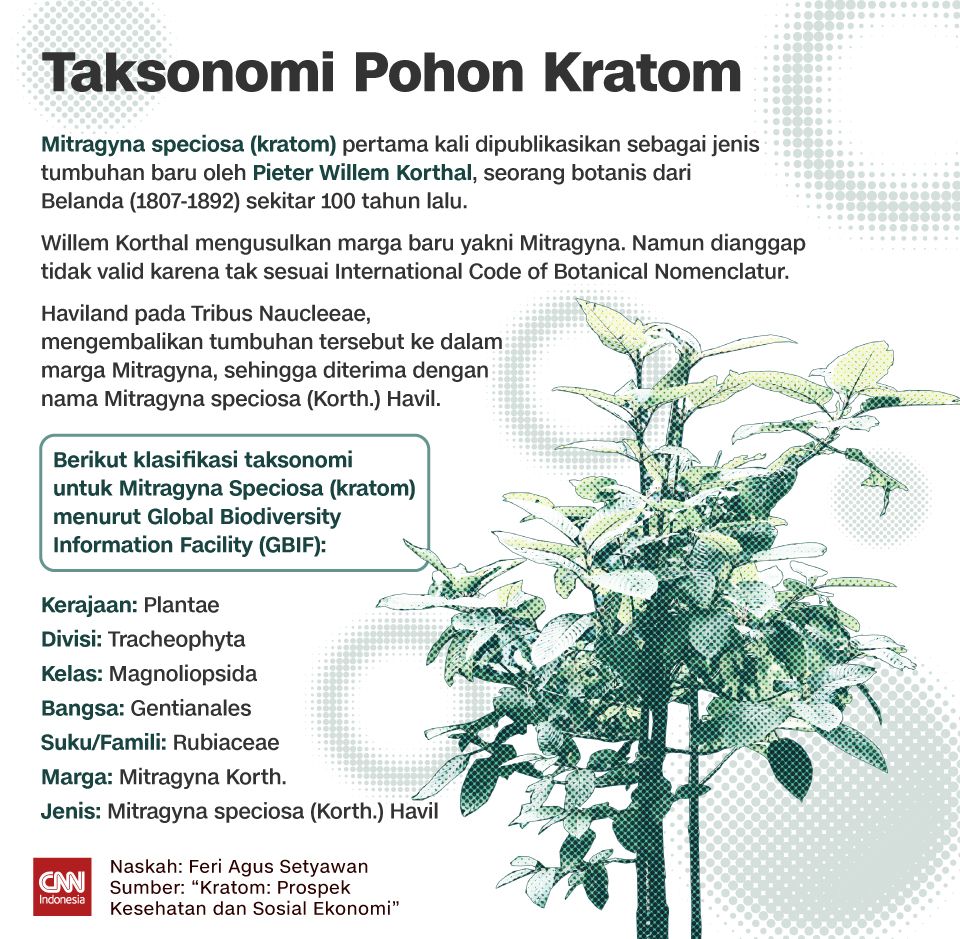 INSERTGRAFIS: Taksonomi Pohon Kratom