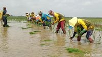 Melihat Kekompakan Pasukan Tandur di Lahan Sawah Indramayu