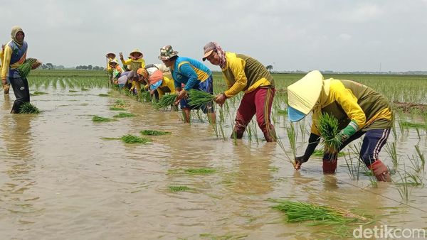 Melihat Kekompakan Pasukan Tandur di Lahan Sawah Indramayu