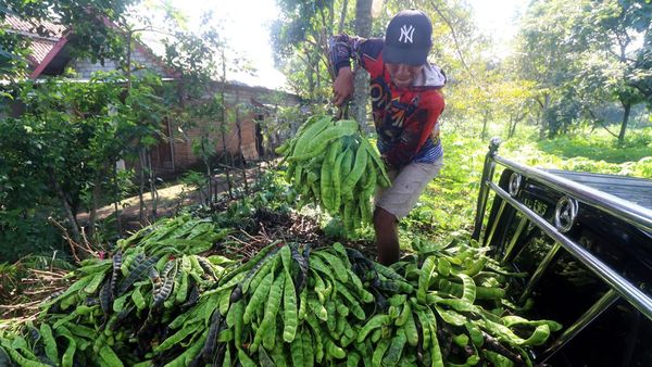 Melihat Panen Petai yang Jadi Andalan Komoditas di Dataran Tinggi Kediri