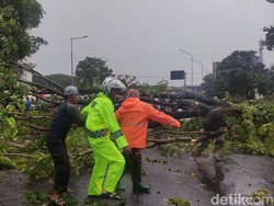 5 Pohon Tumbang di Depan RS Delta Surya Bikin Sidoarjo Macet Tak Bergerak