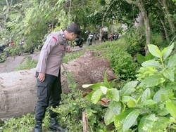 Bocah SD di Rembang Tewas Tertimpa Pohon Tumbang di Dekat Sekolah
