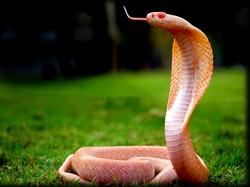 Ular Masuk Rumah Menurut Al-Quran dan As-Sunnah, Begini Cara Mengatasinya