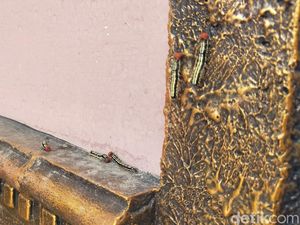 Usai Banjir, Rumah Warga di Bandar Lampung Diserang Ratusan Ulat