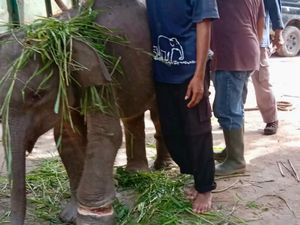 Kaki Anak Gajah di TN Way Kambas Terjerat Ranjau Pemburu Liar Kaki Anak Gajah di TN Way Kambas Terjerat Ranjau Pemburu Liar