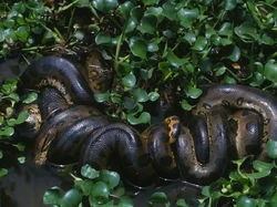 Kisah Masyarakat Adat Bertemu Anakonda Raksasa, Ilmuwan Kaget