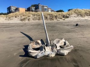 Kerangka Paus Terdampar di Pantai Jadi Wisata Dadakan Kerangka Paus Terdampar di Pantai Jadi Wisata Dadakan
