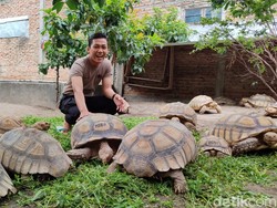 7 Fakta Menarik Kura-kura Sulcata, Bisa Tahan hingga Suhu 37 Derajat Celcius!