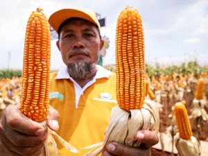 Keren! Petani di Lamongan Ini Panen Jagung Bioteknologi Keren! Petani di Lamongan Ini Panen Jagung Bioteknologi