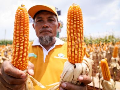 Keren! Petani di Lamongan Ini Panen Jagung Bioteknologi